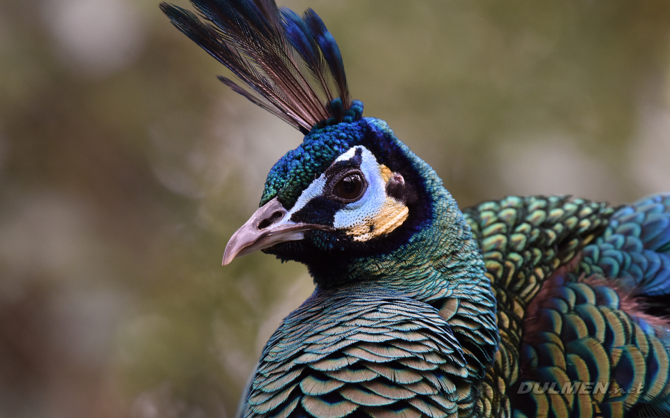 Indian peafowl (Pavo cristatus)